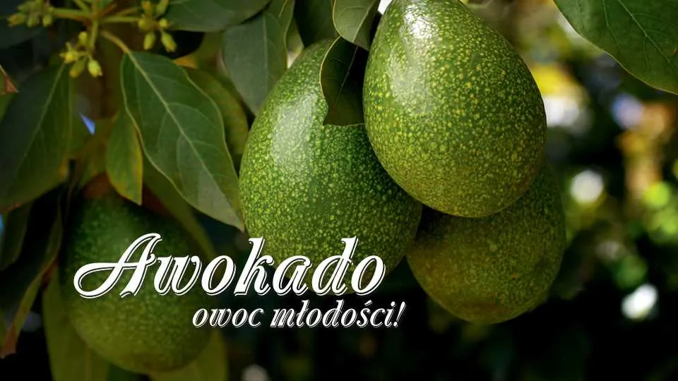 Awokado – dlaczego warto je jeść?